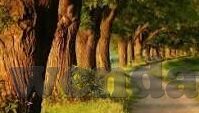 麻豆tv传媒免费-麻豆TV·免费观影的数字新岸